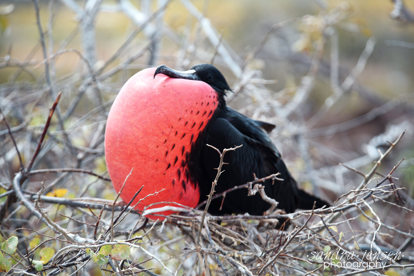 Print - Galapagos, Ecuador - Male Frigate