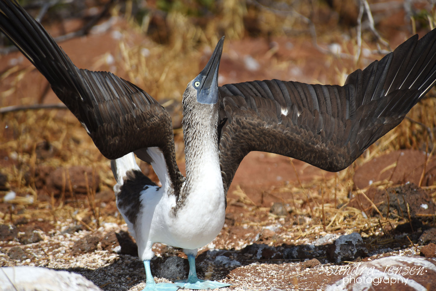 Print - Galapagos, Ecuador - Blue Footed Booby 2