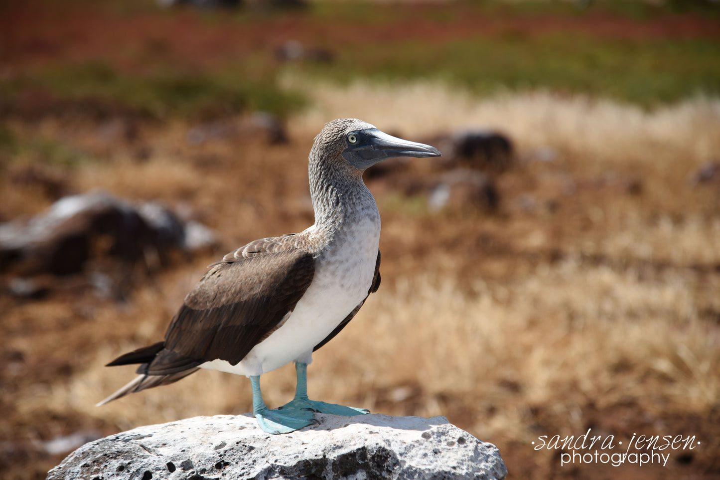 Print - Galapagos, Ecuador - Blue Footed Booby 3