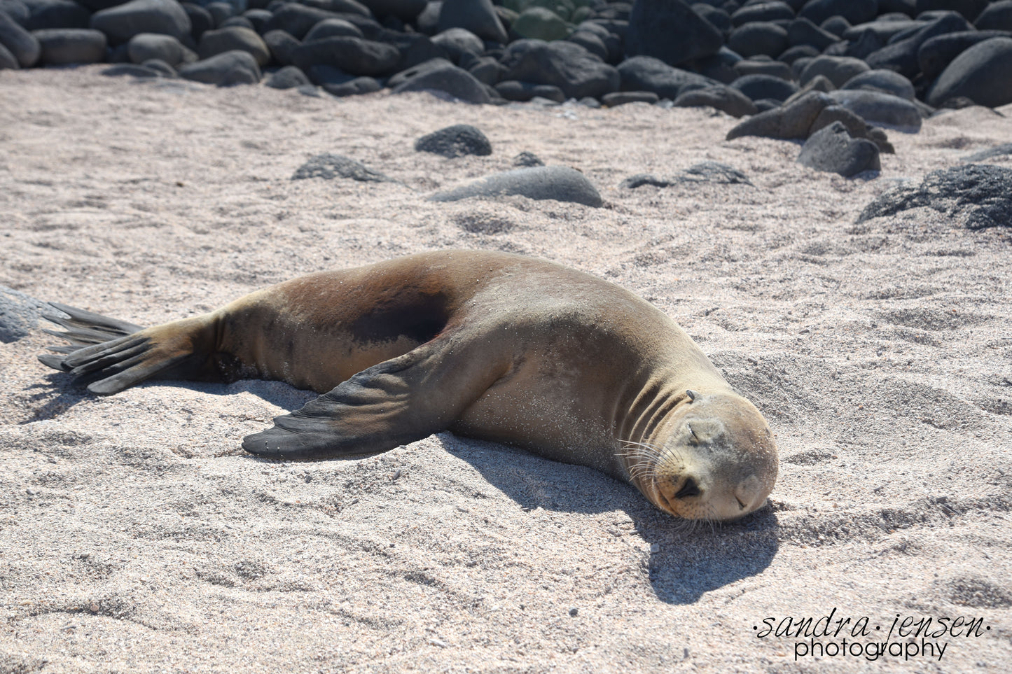 Print - Galapagos, Ecuador - Sea Lion