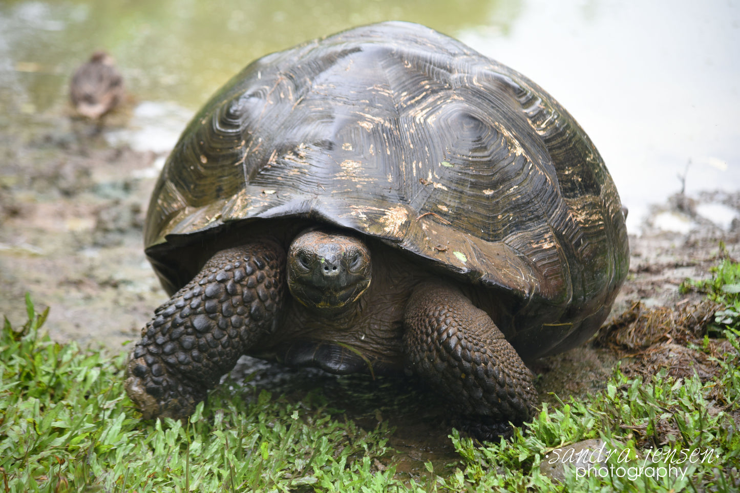 Print - Galapagos, Ecuador - Galapagos Tortoise