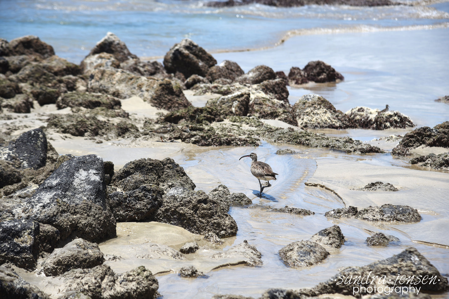 Print - Galapagos, Ecuador - Sand Piper