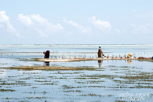 Print - Zanzibar, Tanzania - Women working in Matemwe Beach 3