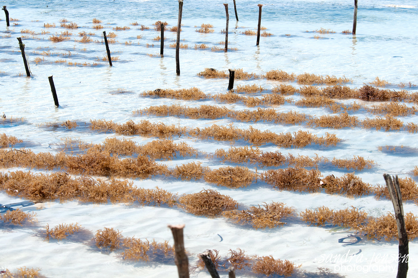 Print - Zanzibar, Tanzania - Cultivating Seaweed at Matemwe Beach