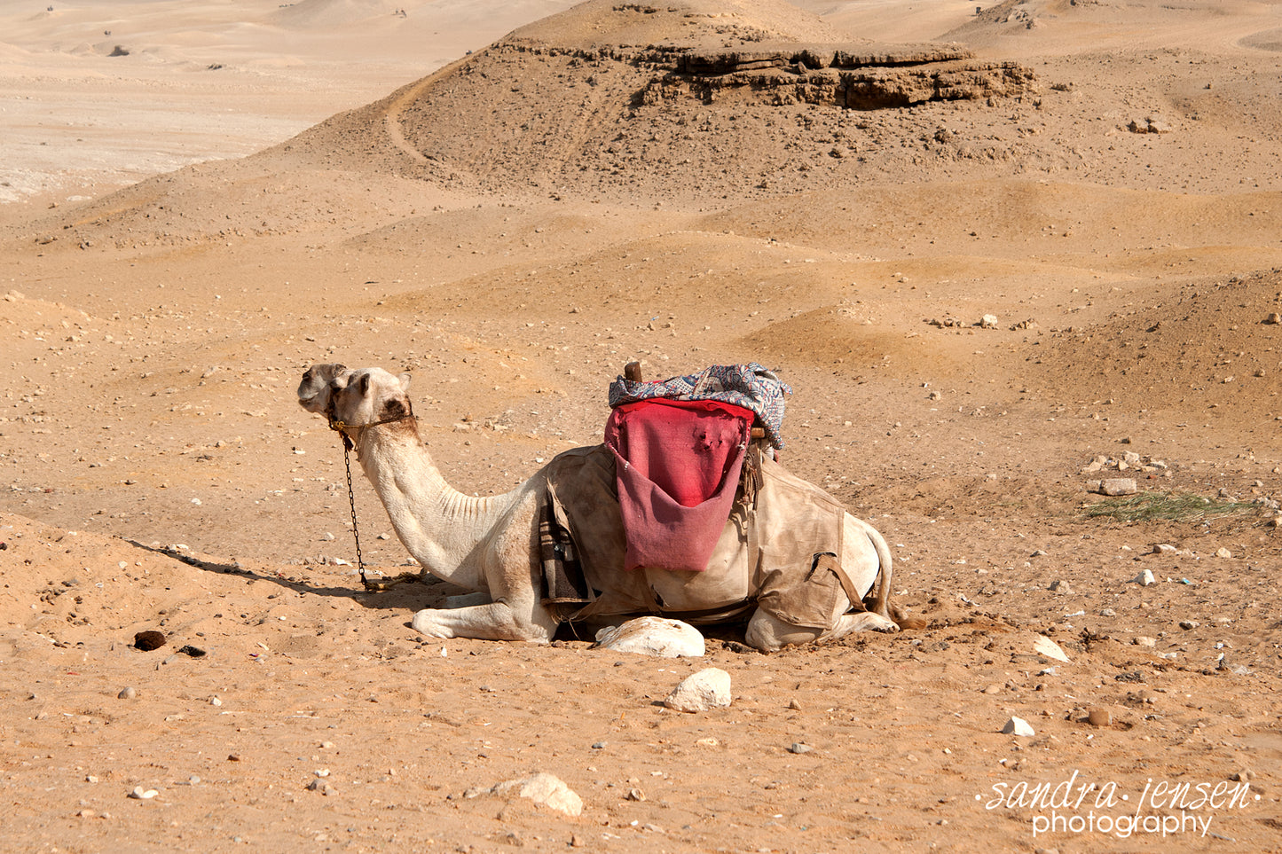 Print - Egypt - Camels at the Great Pyramids of Giza