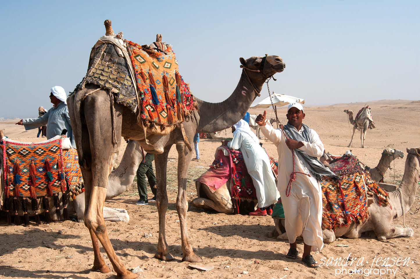 Print - Egypt - Camels at the Great Pyramids of Giza 2