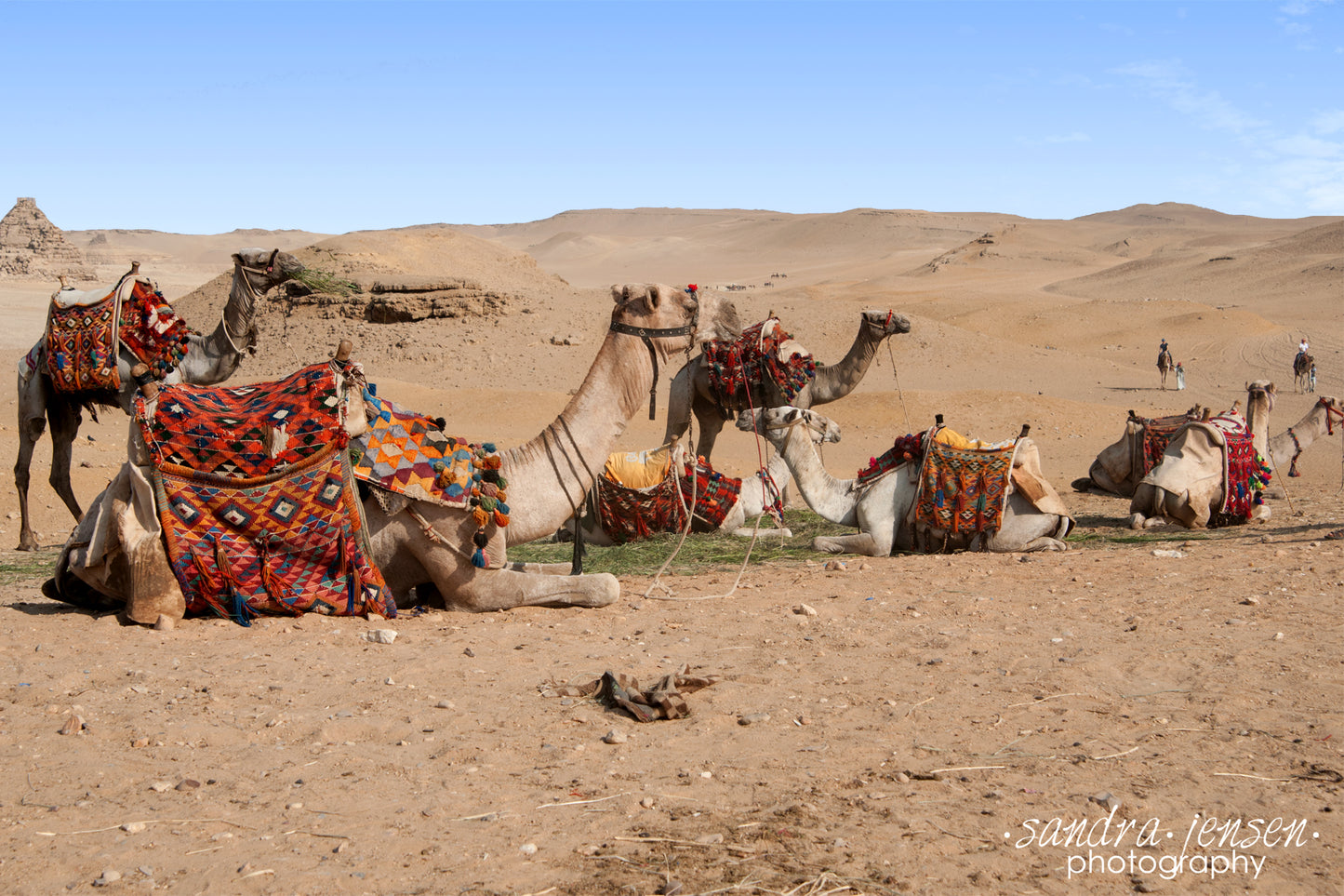 Print - Egypt - Camels at the Great Pyramids of Giza 3