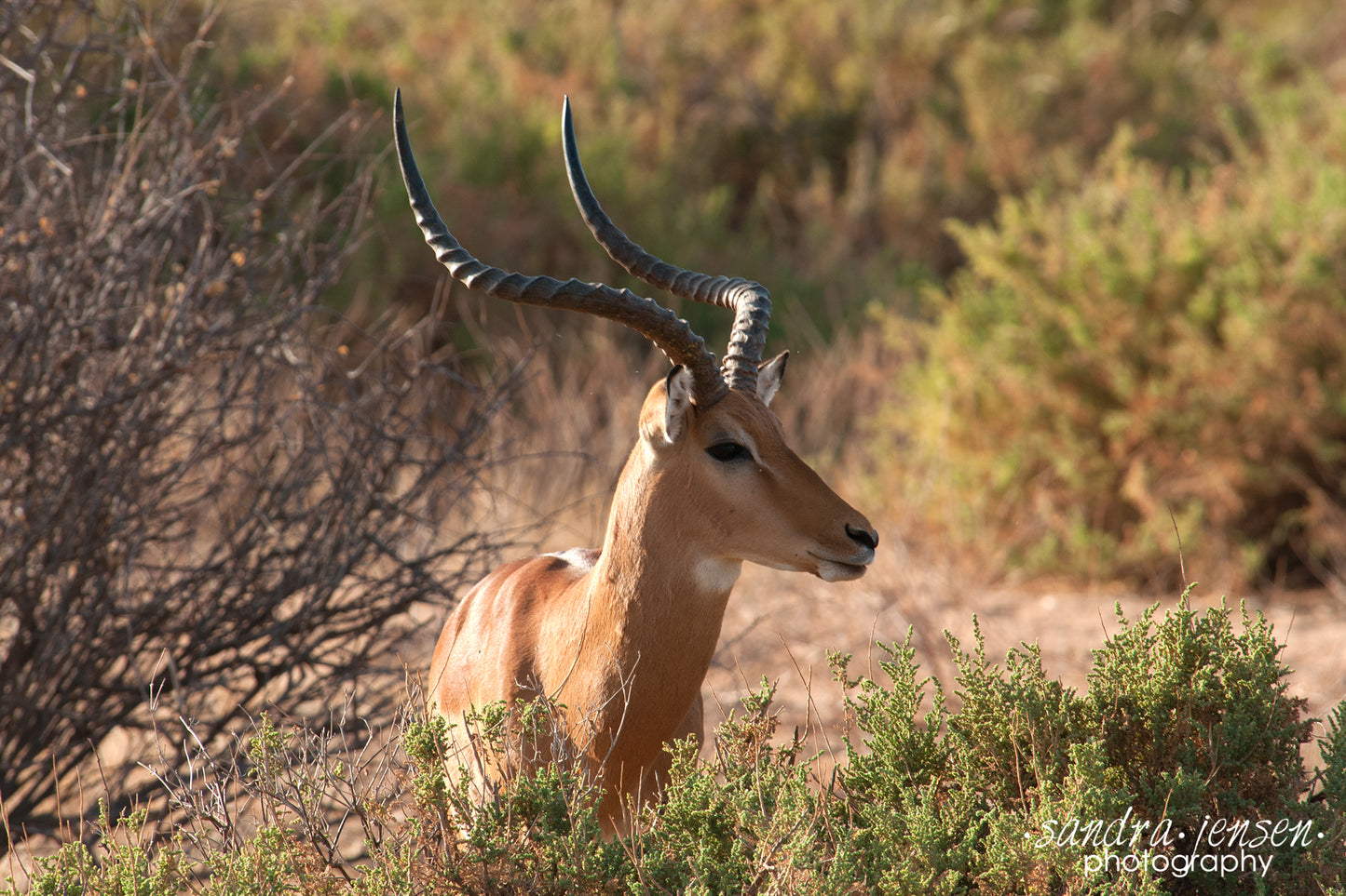 Print - African Grants Gazelle 2