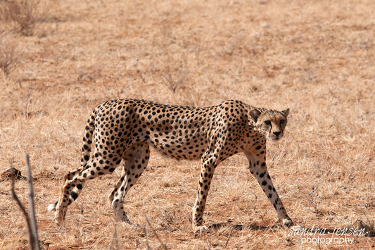 Print - African Cheetah
