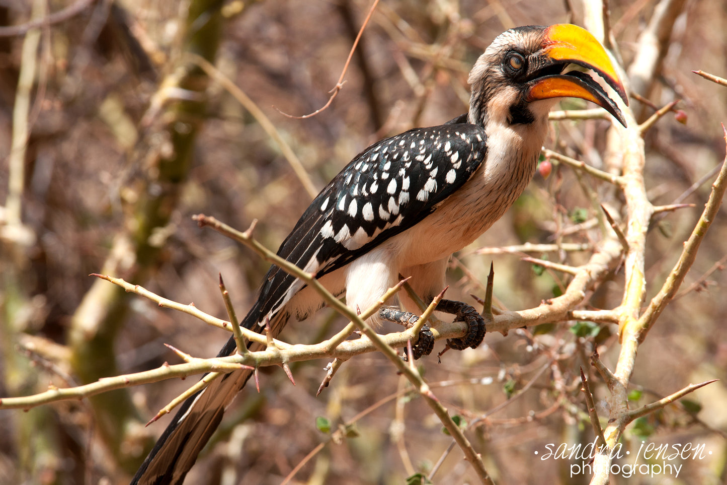Print - African Eastern Yellow-billed Hornbill 3