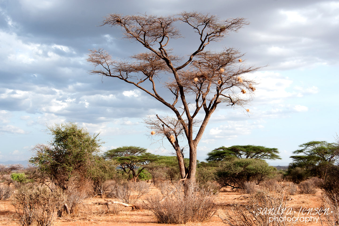 Print - Africa - Kenyan African Landscape