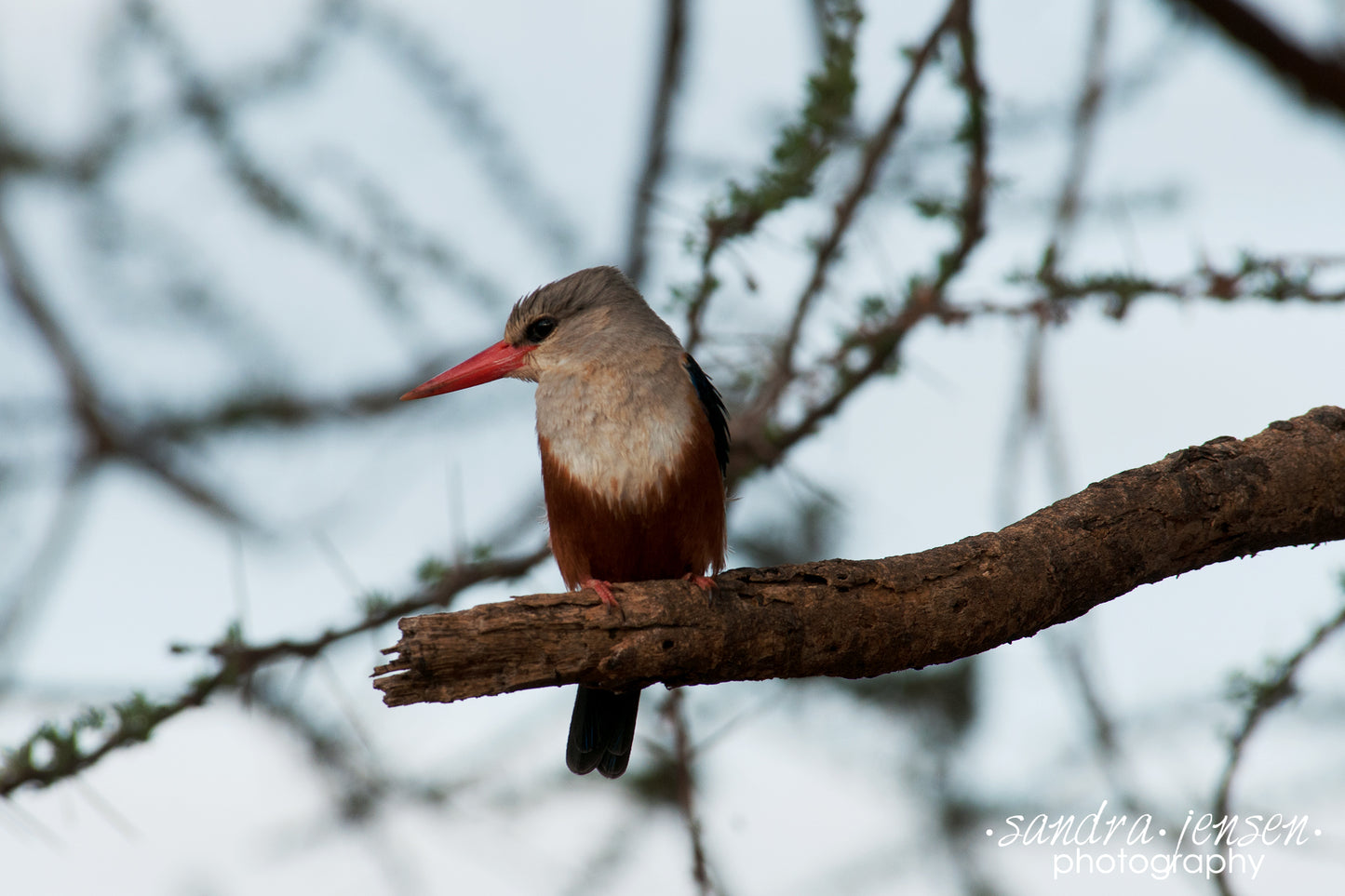 Print - African Grey-headed King Fisher