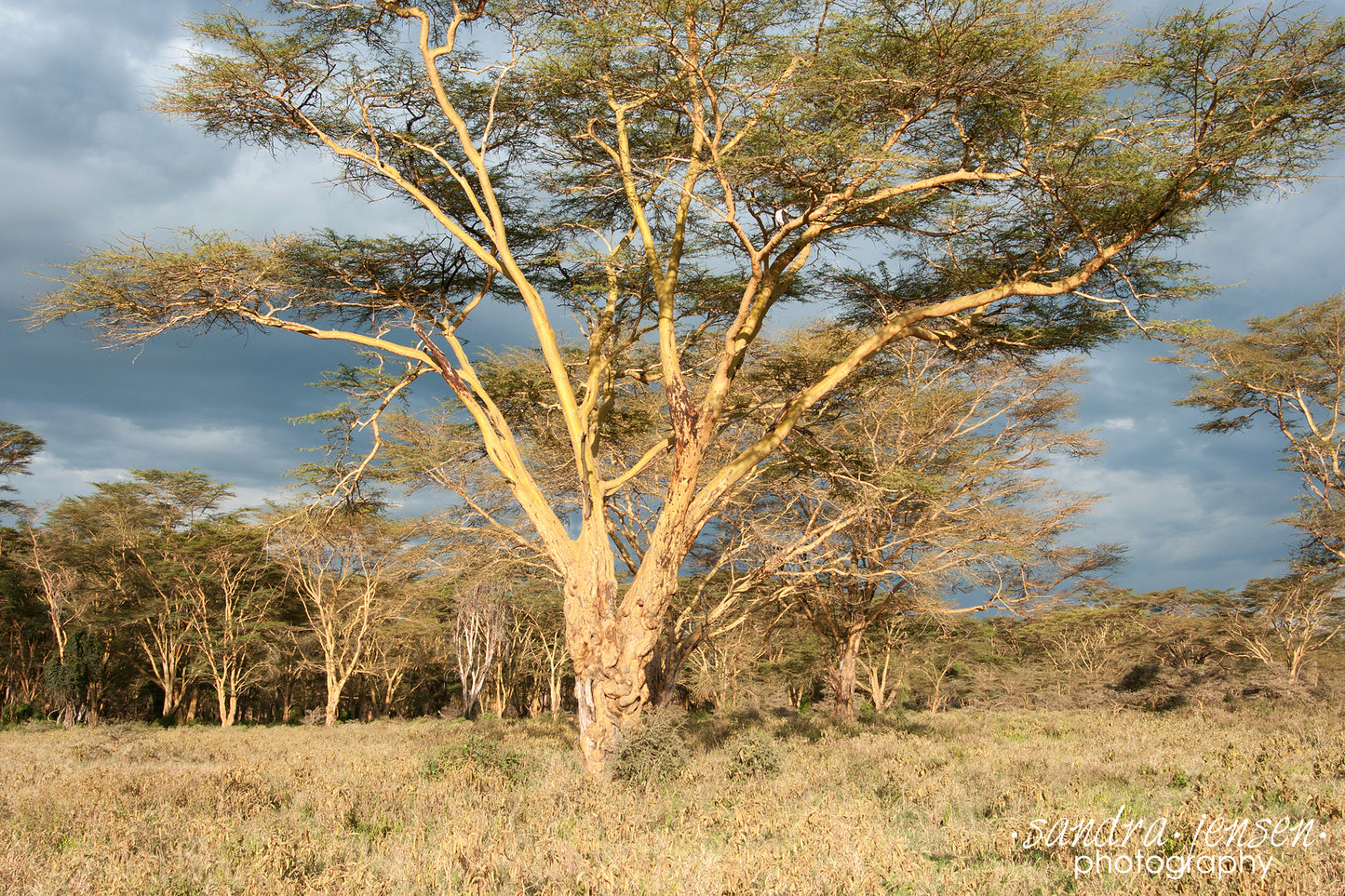 Print - Africa - Lake Nakuru National Park