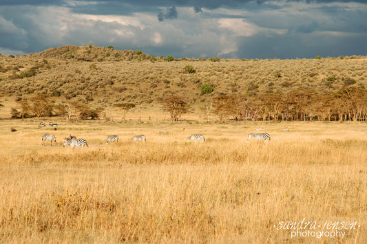Print - Africa - Lake Nakuru National Park with Zebras