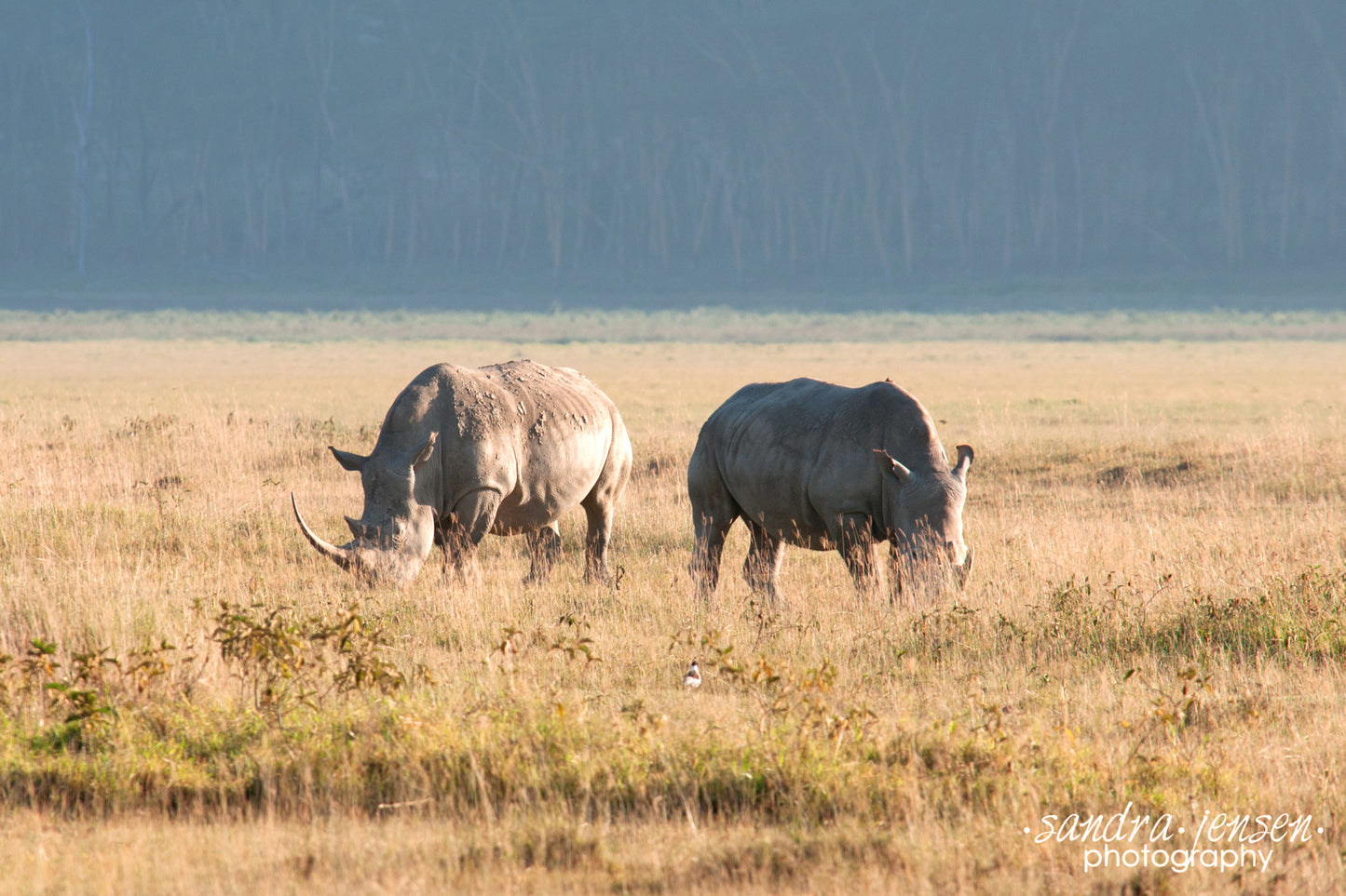 Print - Africa - White Rhinos at Lake Nakuru National Park