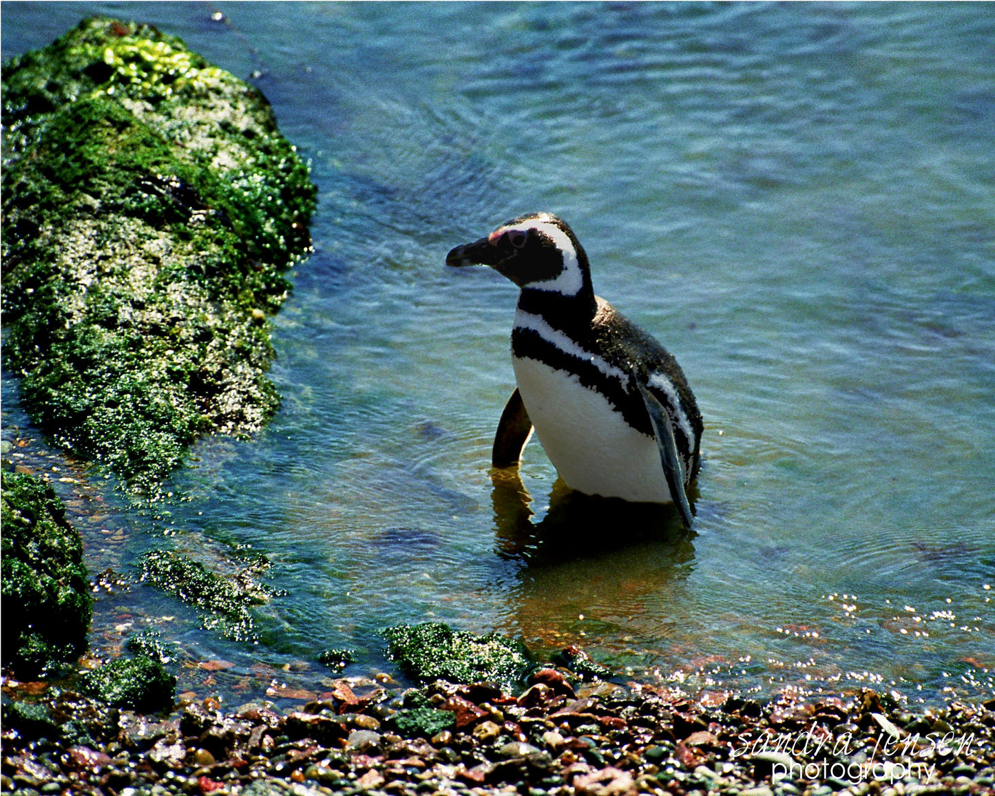 Print - Punto Tombo Penguin