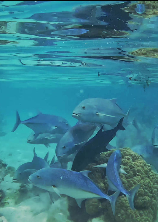 Snorkeling in Moorea, Tahiti