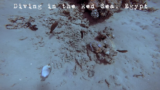 Scuba Diving in the Red Sea, Egypt