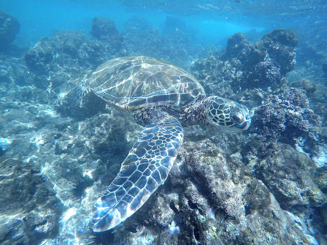 GoPro Video of Green Turtle at Keawakapu Beach, Maui
