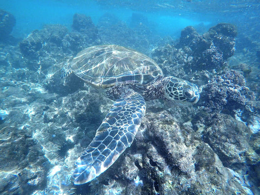 GoPro Video of Green Turtle at Keawakapu Beach, Maui