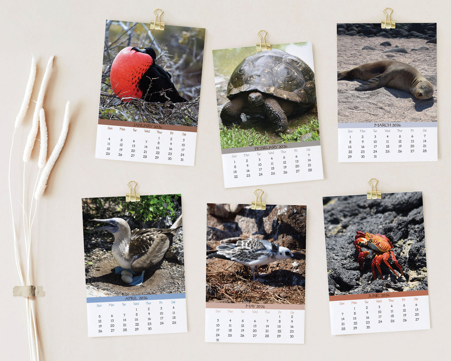 2026 Photo Calendar - Galapagos, Ecuador