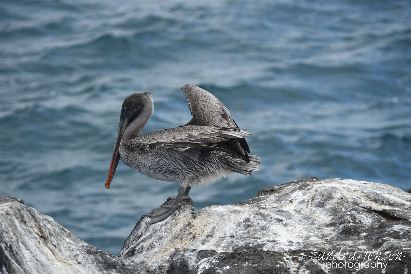 Print - Galapagos, Ecuador - Brown Pelican