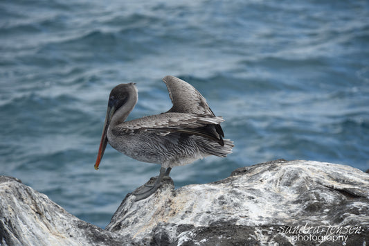 Print - Galapagos, Ecuador - Brown Pelican