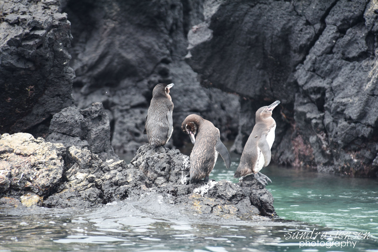 Print - Galapagos, Ecuador - Galapagos Penguins