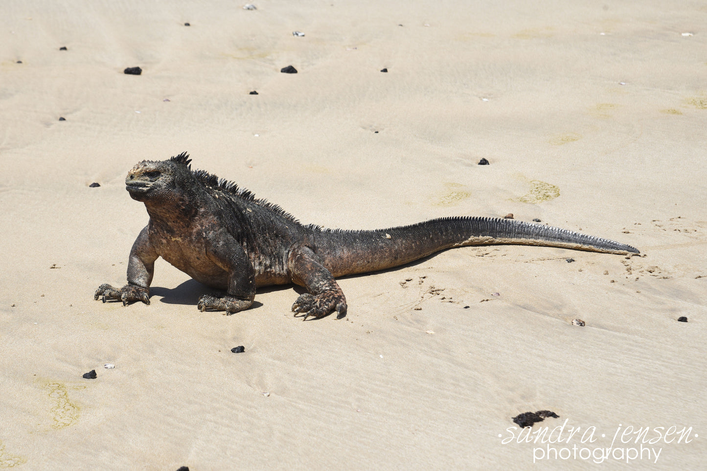 Print - Galapagos, Ecuador - Marine Iguana 2