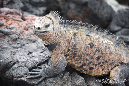 Print - Galapagos, Ecuador - Marine Iguana