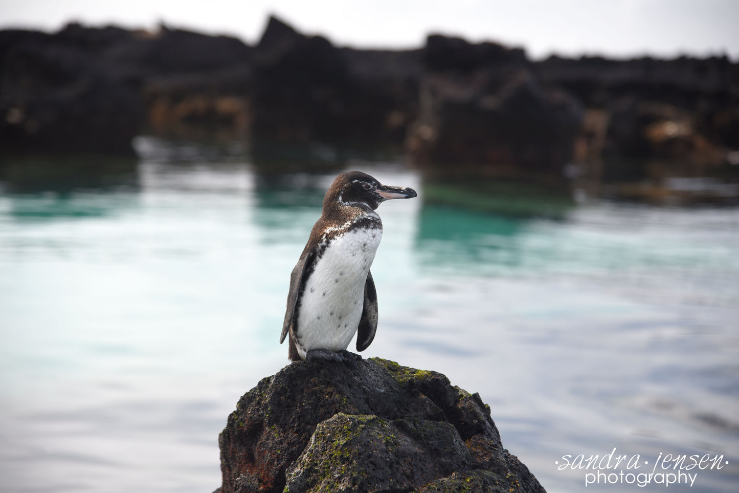 Print - Galapagos, Ecuador - Galapagos Penguin