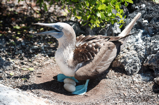 Print - Galapagos, Ecuador - Blue Footed Booby