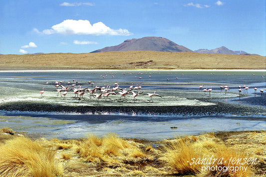 Print - Bolivia "Salar de Uyuni Flamingos"