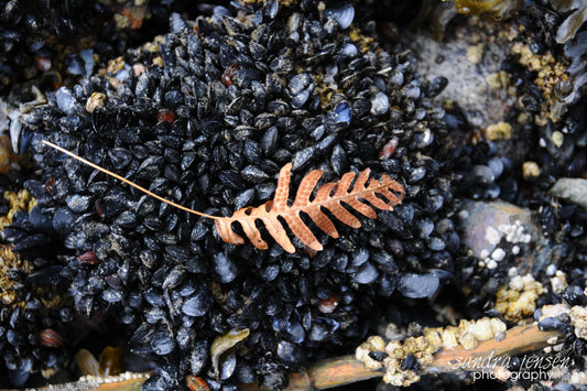 Print - Belcarra Park "Mussels"