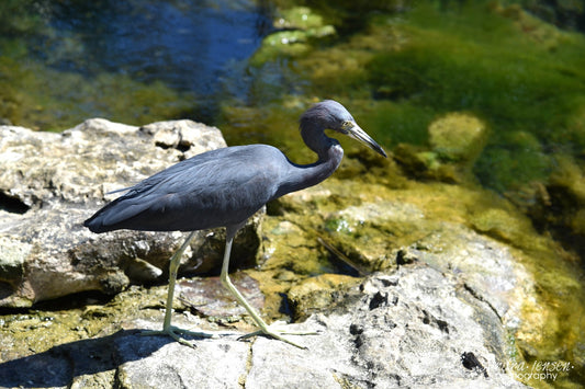 Print - Mayan Riviera, Mexico - Yal-ku Lagoon Heron