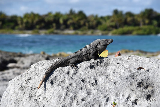 Print - Mayan Riviera, Mexico - Iguana