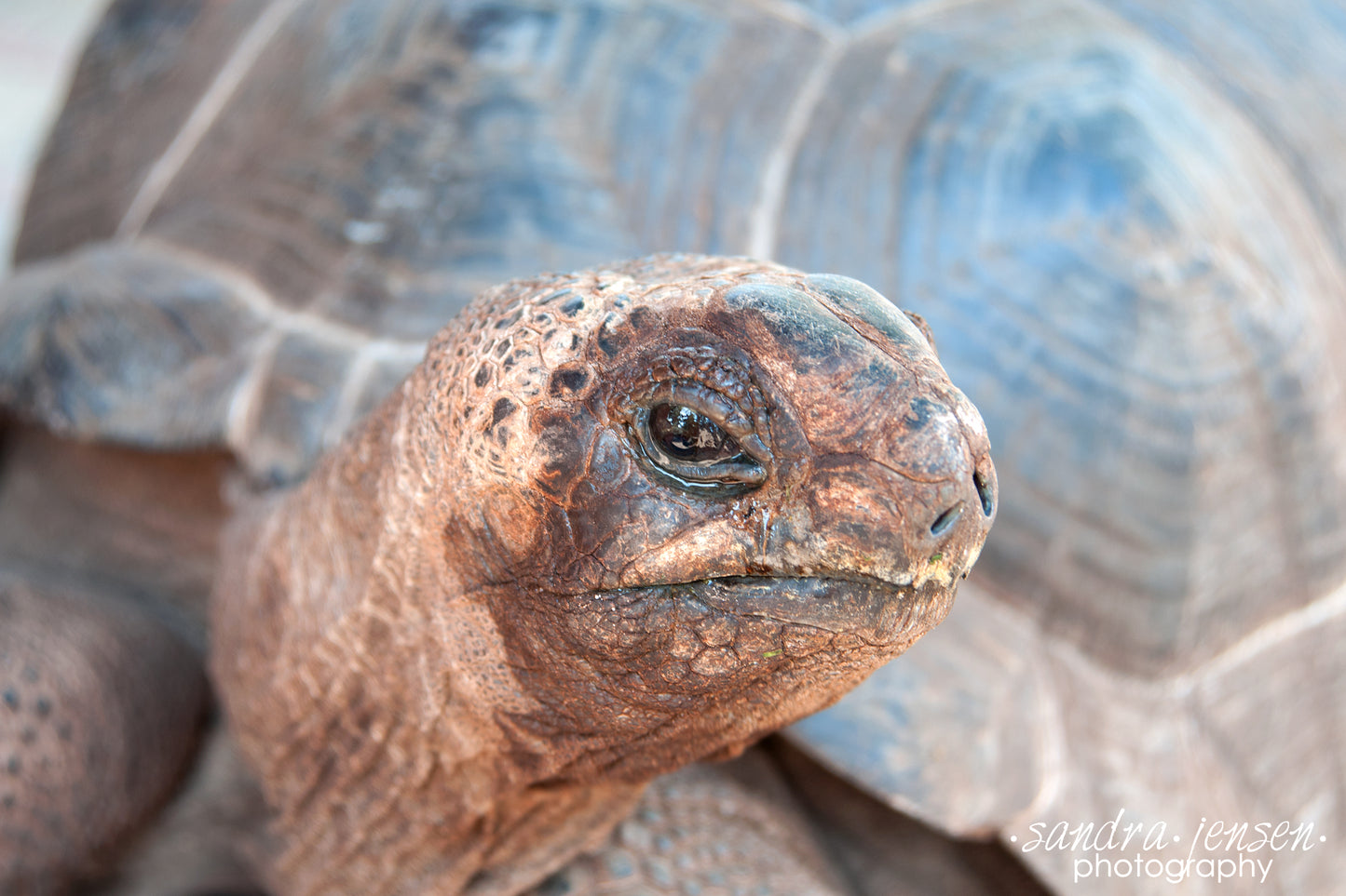 Print - Zanzibar, Tanzania - Giant Aldabran Tortoise on Changuu Island