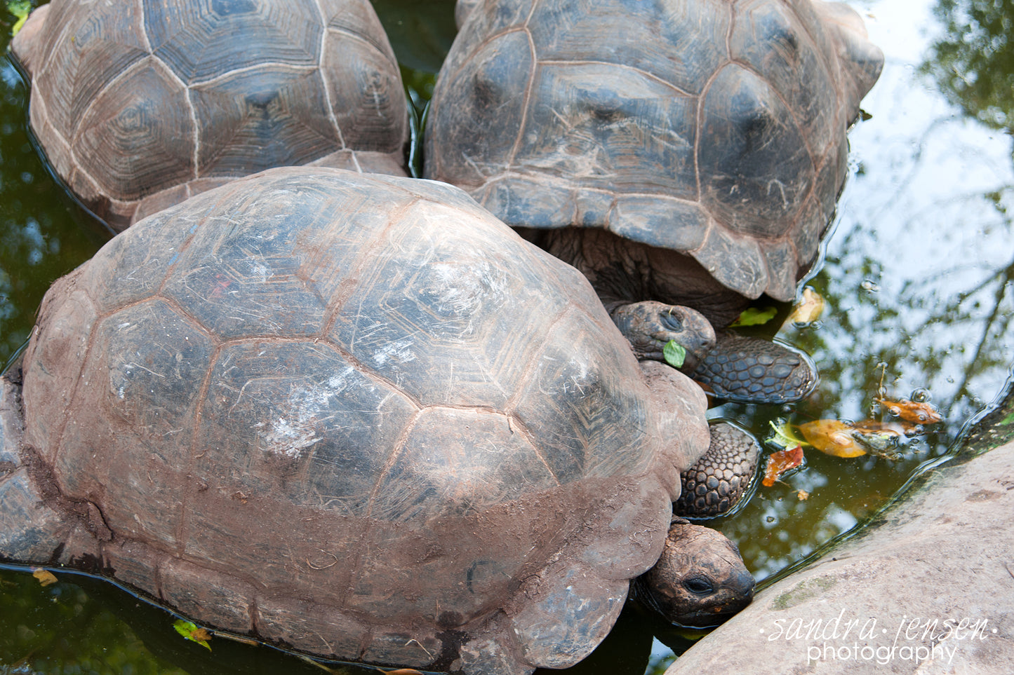 Print - Zanzibar, Tanzania - Giant Aldabran Tortoises  on Changuu Island