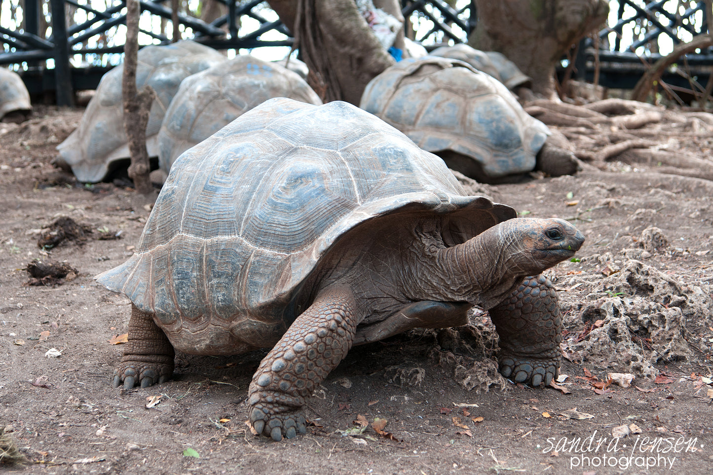 Print - Zanzibar, Tanzania - Giant Aldabran Tortoises 2  on Changuu Island
