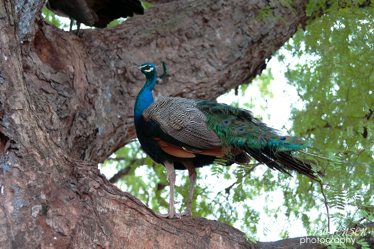Print - Zanzibar, Tanzania - Changuu Island Peacock