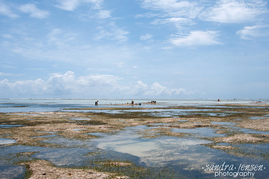 Print - Zanzibar, Tanzania - Women working in Matemwe Beach