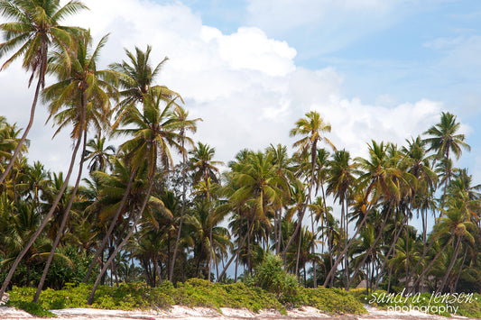 Print - Zanzibar, Tanzania - Matemwe Beach 4