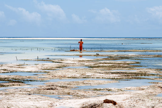 Print - Zanzibar, Tanzania - Women working in Matemwe Beach 4