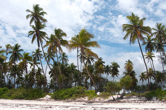 Print - Zanzibar, Tanzania - Matemwe Beach 8