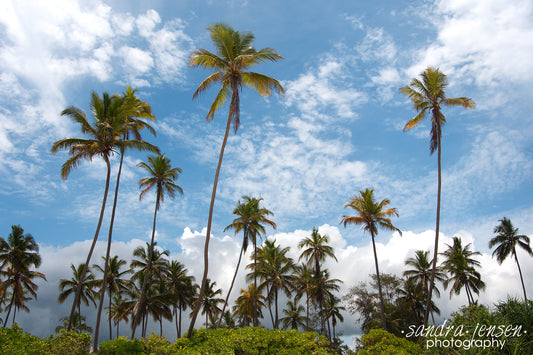 Print - Zanzibar, Tanzania - Matemwe Beach 9