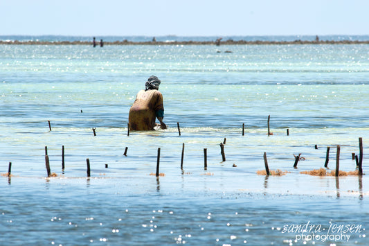 Print - Zanzibar, Tanzania - Woman working at Matemwe Beach