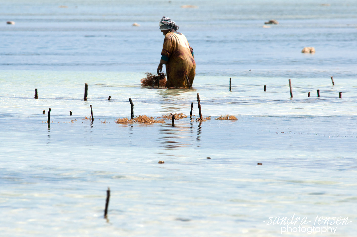 Print - Zanzibar, Tanzania - Woman Cultivating Seaweed at Matemwe Beach 2