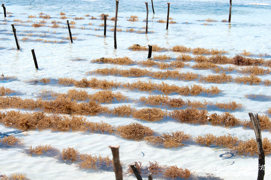 Print - Zanzibar, Tanzania - Cultivating Seaweed at Matemwe Beach