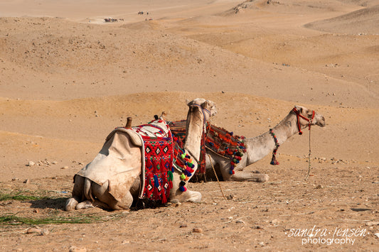 Print - Egypt - Camels at the Great Pyramids of Giza 4