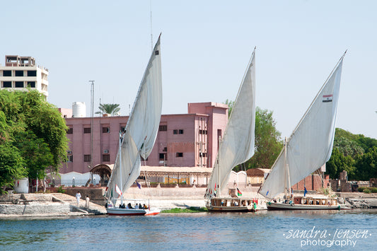 Print - Egypt, Aswan - Feluccas on the Nile